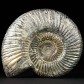 Ammoniten aus Madagaskar naturbelassen