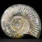 Jura Ammonit Divisosphinctes aus Madagaskar