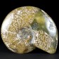 Fossilien aus Madagaskar Ammonit Cleoniceras Kreidezeit