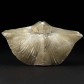 Fossilien versteinerte Brachiopode Cyrtospirifer rudkinensis