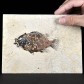Toller versteinerter Knochenfisch Priscacara liops