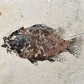 Versteinerter Wolfsbarsch Priscacara liops aus Wyoming