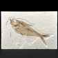 Fossilien Geschenke versteinerter Fisch Diplomystus dentatus