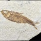 Knightia eocaena fossiler Knochenfisch Green-River-Formation