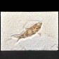 Versteinerter Fisch Knightia eocaena