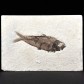 Fossilien versteinerter Fische Knightia eocaena aus Wyoming