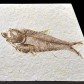 Fossiler Knochenfisch Knightia eocaener