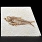 Versteinerter Fisch aus dem Eozän von Wyoming