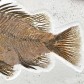 Versteinerter Knochenfisch Priscacara serrata aus Wyoming