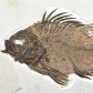 Priscacara serrata versteinerter Fisch aus der Green River Formation