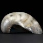 Fossilien versteinerte Auster Gryphaea von der Schwäbischen Alb