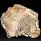 Versteinertes Holz Baumfarn Titea singularis Unterperm