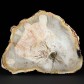 Versteinertes Araukarien Holz aus der Trias von Madagaskar