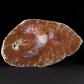 Rötliches versteinertes fossiles Holz aus Madagaskar