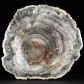 Fossilien versteinertes Holz beidseitig polierte Scheibe aus Madagaskar