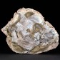Fossilien sammeln versteinertes Holz aus Madagaskar