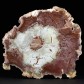 Versteinertes Holz Araukarie aus der Trias von Madagaskar