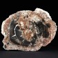 Fossilien kaufen versteinertes Holz aus Madagaskar