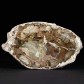 Versteinertes Holz polierte Scheibe aus Madagaskar
